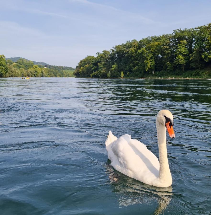 Ferienwohnung Rheinblick In Buesingen -Keine Monteure- Busingen Екстер'єр фото